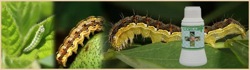 all types of bollworm in india
